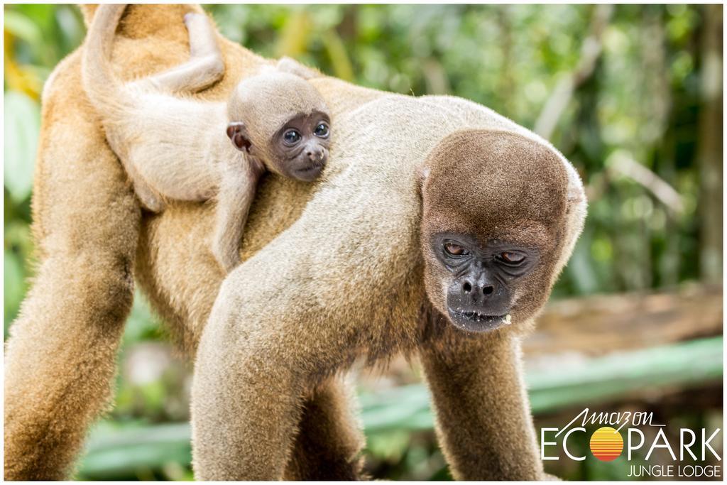 Amazon Ecopark Jungle Lodge Manaus Exteriér fotografie